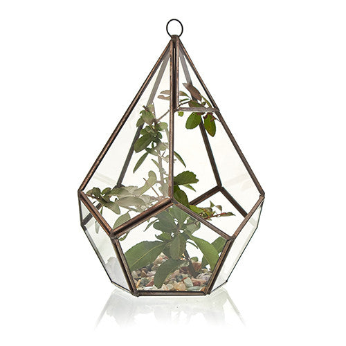 Glass Terrarium - Large Pentagon